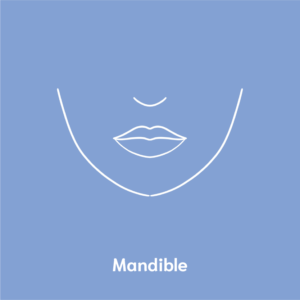 mandible