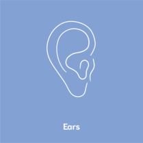 ears