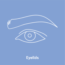 eyelids