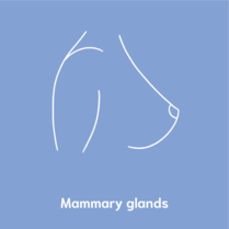 mammary glands