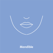 mandible